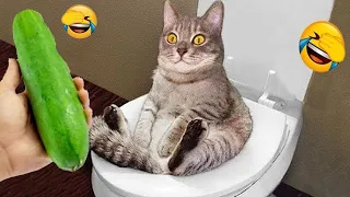 Trending Funny Animals😹Funniest Dogs and Cats😻🐶😁#9