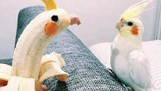 Funny Parrots Videos Compilation cute moments of the animals - Cutest Parrots #3