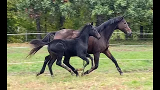 Tir Na Nog PRA - 2023 Oldenburg colt by Gaudi (Totilas)