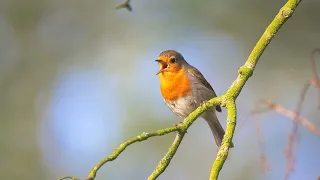 Relaxing Birds And Nature Sounds For Stress Relief । Bird Song । Forest Sounds ।।