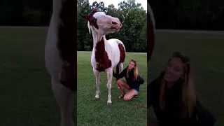 Horses love belly rubs massage 🐴