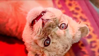 ТАК МИЛО! Олег Зубков делает массаж для маленькой львицы, а она ЛЕЖИТ и УЛЫБАЕТСЯ!