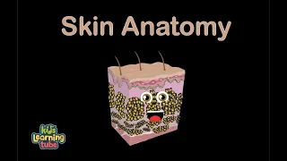 Human Body /Skin Anatomy Song/Human Body Systems