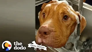 Starving 19-Pound Pit Bull Gains 50 Pounds  | The Dodo Pittie Nation