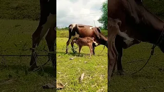 Cute baby cow video shorts cow video #short😆💓🌷🐄