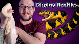 Top 5 Display Reptiles | Look But Don't Touch