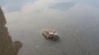 Live Gastropod in beach