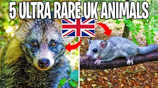 5 ULTRA RARE Animals In The UK!