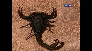 Скорпионы. Страсти по насекомым. Insectoria.