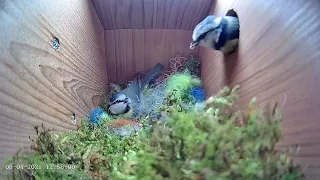 8th April 2021 - Blue tit nest box live camera highlights