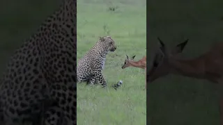 Incredible footage of leopard behavior during Impala kills sabi sand game reserve south Africa