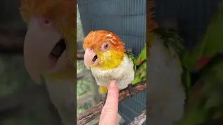 Puffman Caique Playing a Cute Game #caique #caiqueparrot #parrots #birds #parrot #bird #cuteanimals