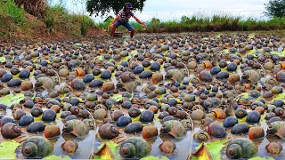 amazing fishing! catch snail a lots in field by best hand in the dry season