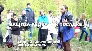 Защита Кедра при посадке | Андрей Бобровицкий