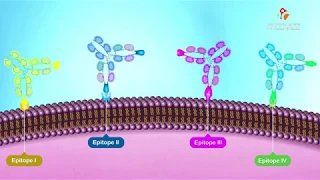 Antigenic Determinants (Epitopes) - Animation