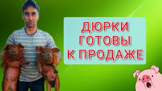 ДЮРКИ ГОТОВЫ К ПРОДАЖЕ 🐷