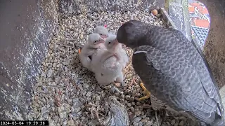 Slechtvalken Nestkast Onze Lieve Vrouwe Toren Amersfoort 04.05.2024 19:53