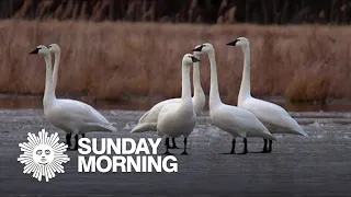 Nature: Trumpeter swans in New York