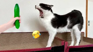 Cute animal Videos That You Just Can't Miss😺🐶part 11