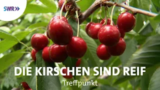 Es ist Kirschensaison! | SWR Treffpunkt