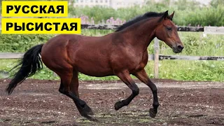 Русские рысистые лошади | Коневодство | Русская рысистая порода лошадей