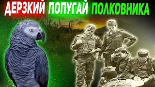 «БЕЗОБРАЗИЕ, НИКАКОГО ПОРЯДКА»! - Жако, попугай  полковника из Анголы