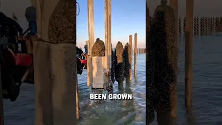 This machine harvests mussels! 😮👀  -  🎥 lepetitmoulier