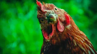 Pressure Frying Fried Chicken at Home in the Style of KFC Original Recipe