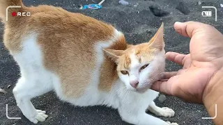 Pregnant stray cats are fed.