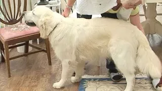 Dog Breed Video: Golden Retriever