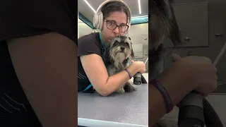 POV: Schnauzer Puppy Gets Nails Done for the First Time