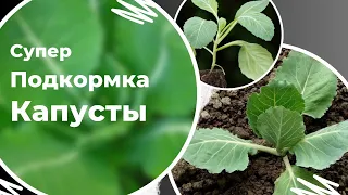 Обязательно проведите эту подкормку капусты через пару дней после высадки