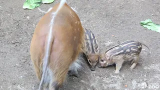 Toronto Zoo Red River Hogs With Mom Tisa
