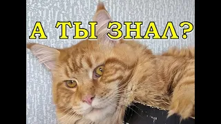 КОШАЧЬЕ имущество или личные вещи моих ХВОСТАТЫХ 🙀🐈😺