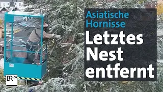 Mutmaßlich letztes Nest der asiatischen Hornisse in Obernburg am Main entfernt | BR24