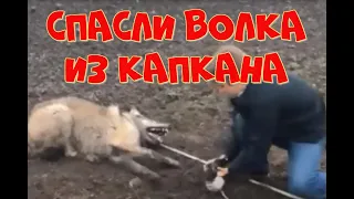 СПАСЛИ ВОЛКА ИЗ КАПКАНА