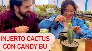 Enseño a INJERTAR CACTUS a CANDY BU | como hacer un injerto de cactus