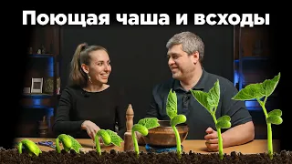 ЭКСПЕРИМЕНТ. Влияние вибрации поющей чаши на семена