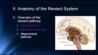 The Reward Pathway