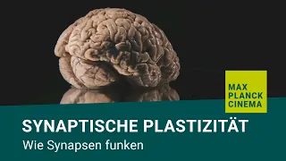 Synaptische Plastizität - wie Synapsen funken