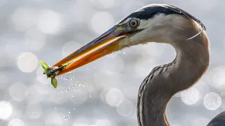 Blue heron fishing Z9 4K 120fps