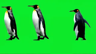 Penguin Walk in Group Green Screen Video |Green Screen Animals | Free Use (2021)