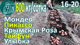 🥔 Harvesting 26 Potato Varieties in Hot Climates: Typhoon, Smile, Mondeo, Picasso, Crimean rose