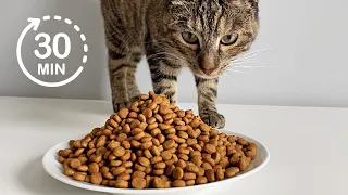 30 minute Compilation | Cat Eating Dry Food | ASMR 🎧