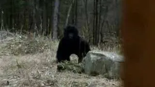 FARTING BIGFOOT CAUGHT ON VIDEO