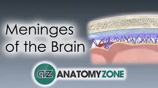 Meninges of the Brain | 3D Anatomy Tutorial