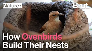 How Ovenbirds Build Their Nests