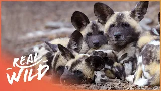 Why Africa's Wild Dog Population Is Declining | A Dogs Life | Real Wild