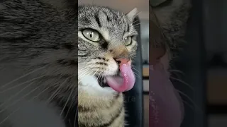 Cat's tongue in slow motion | Кошачий язычок 👅 #shorts