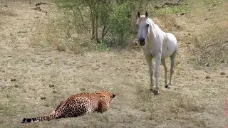 Leopard Hunted Wild Horse In Their Territory And What Happen Next ?